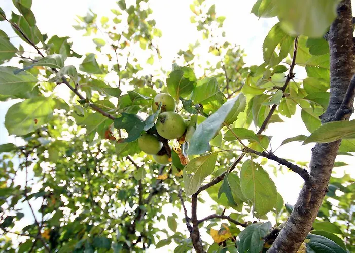 キャンプ場 Domaine Vallee Du Tarn Sn 3*