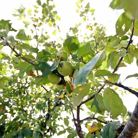 אתר קמפינג Domaine Vallee Du Tarn Sn 3*