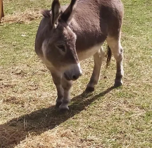 Domaine Vallee Du Tarn Sn Campingplatz Saint-Cirgue